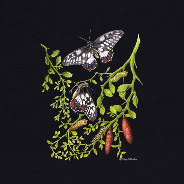 Dainty Swallowtail Butterfly Life Cycle on Native Lime - Dark Background by nadyawildlife